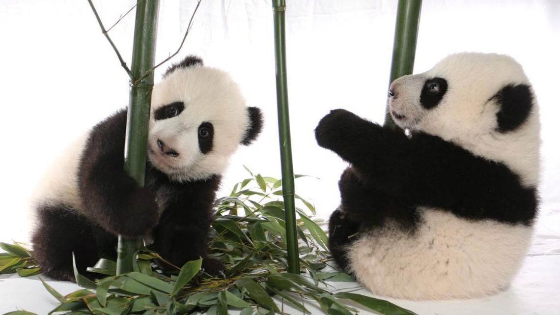 Panda Cubs Cuddle With Canadian Pm Newshub