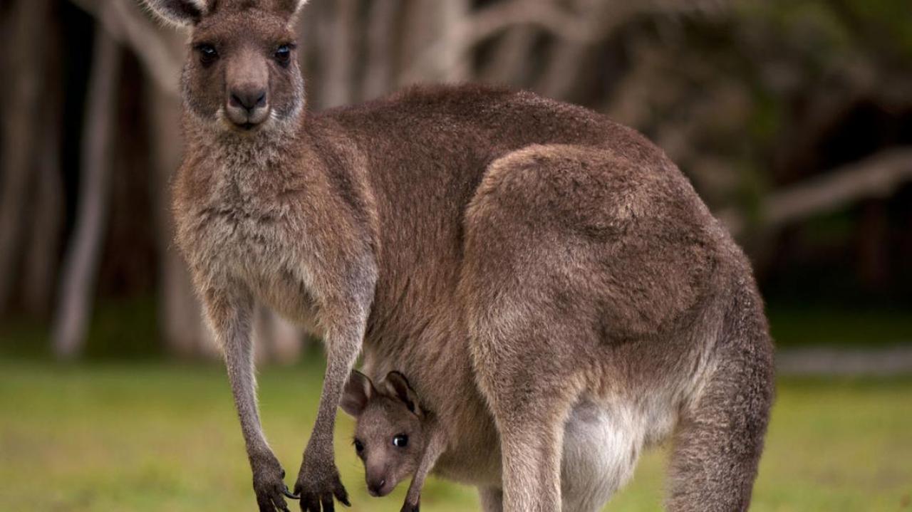 Study sinks teeth into kangaroos' 'reverse evolution' | Newshub