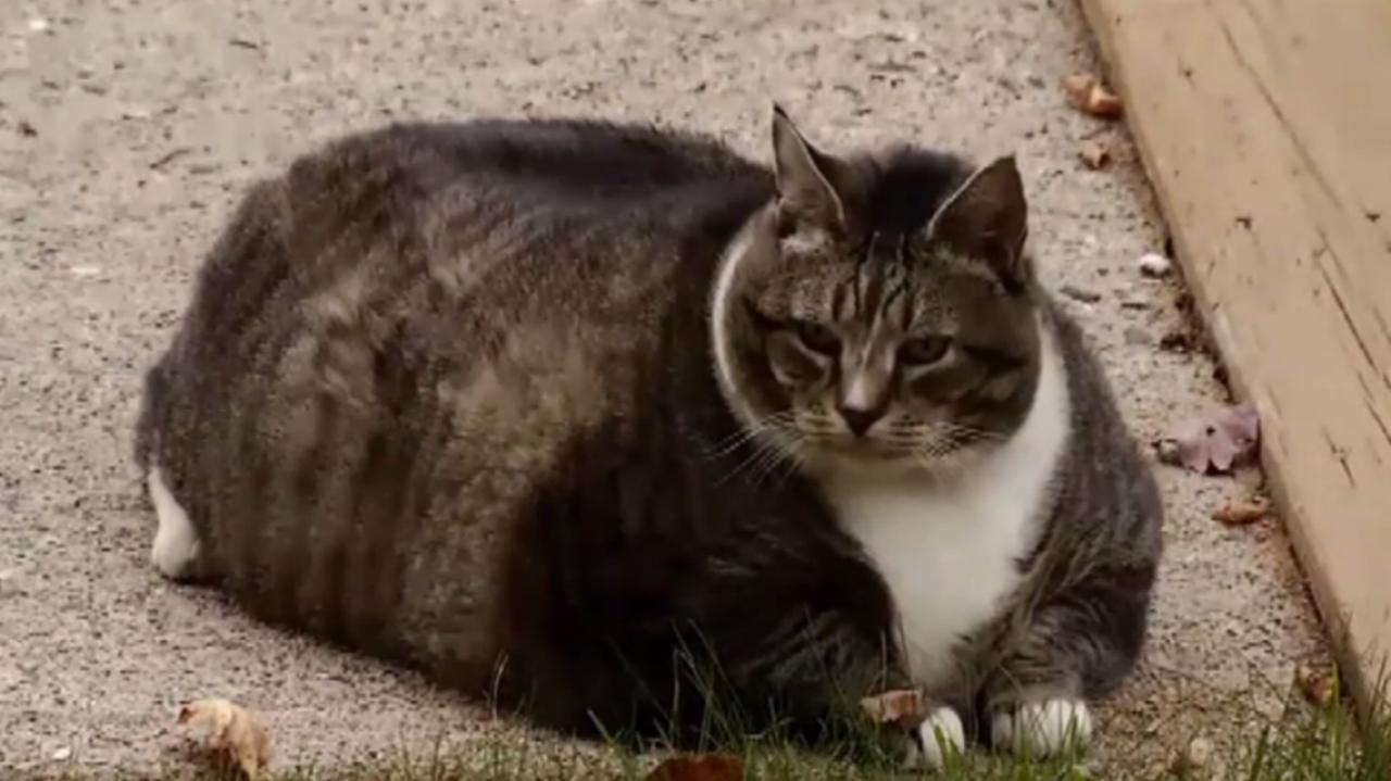 New Hampshire hotel's very fat cat | Newshub