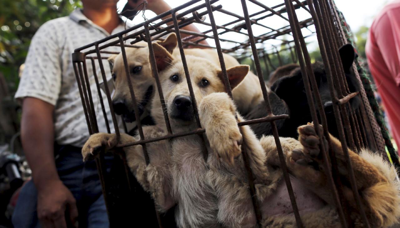 Dog meat to be banned from controversial Yulin festival Newshub