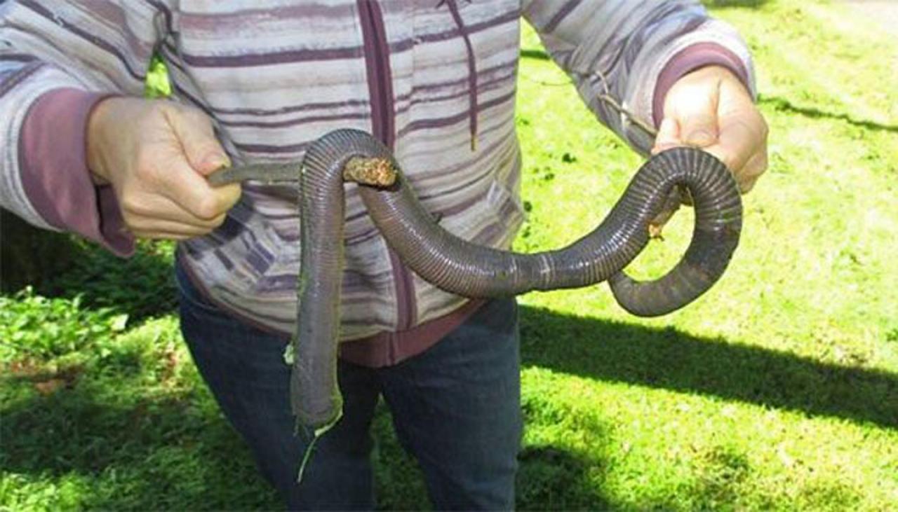 Australian woman finds massive earthworm | Newshub