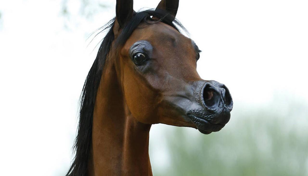 'Cartoon' horse raises selective breeding concerns | Newshub