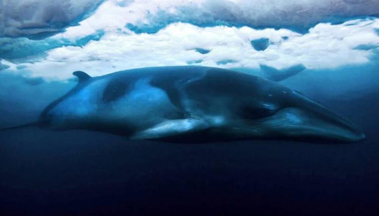 A minke whale in Antarctica.