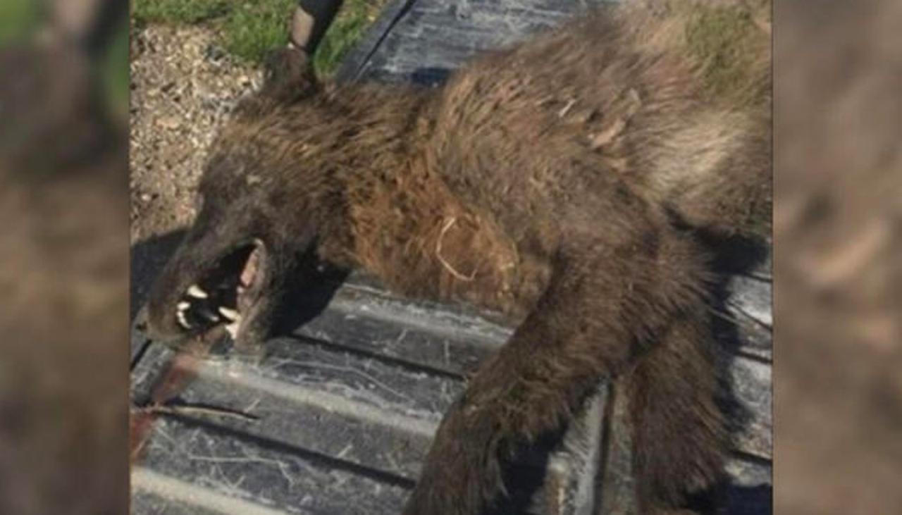 Strange 'wolflike' creature shot and killed in Montana