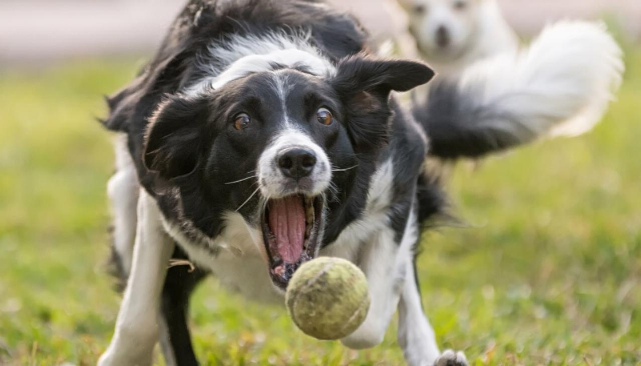 Dogs aren't that clever, compared to other animals - study | Newshub