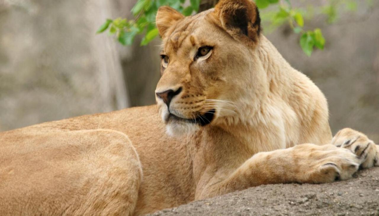 Lioness kills long-term mate, father of cubs at US zoo | Newshub