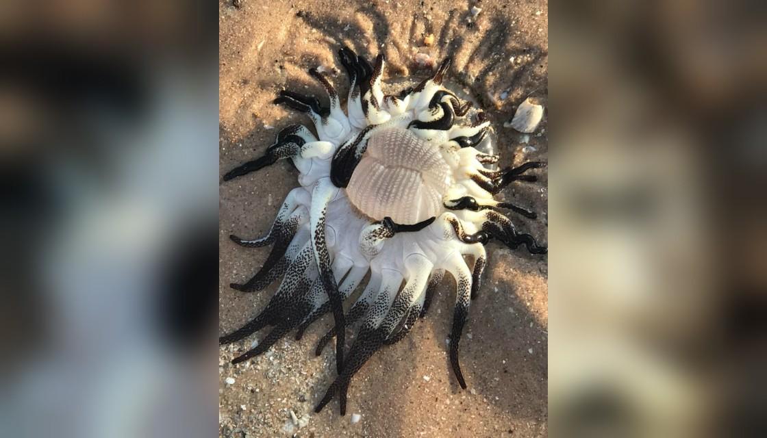 'Any idea what it is?' Bizarre sea creature washes up in Western Australia  