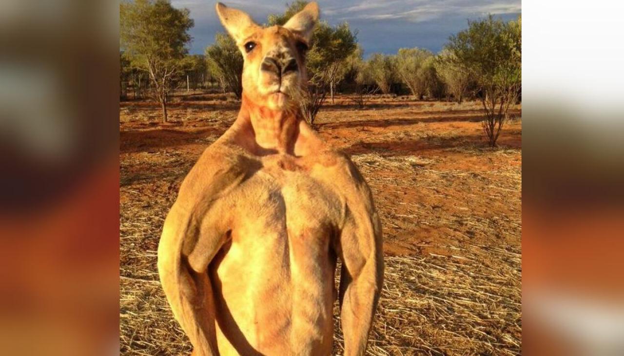 Image result for muscle bound kangaroo pics