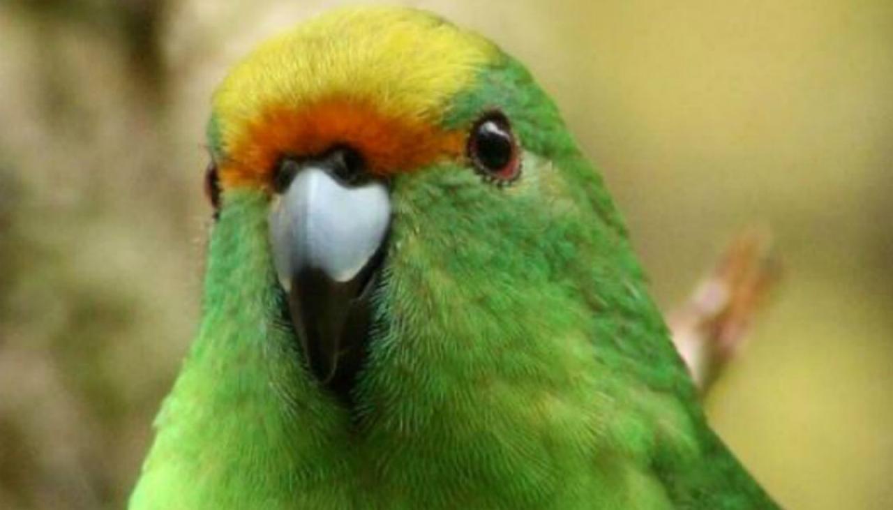 'Mum, cop!'- Screaming parrot warns Brazil drug dealers ...
