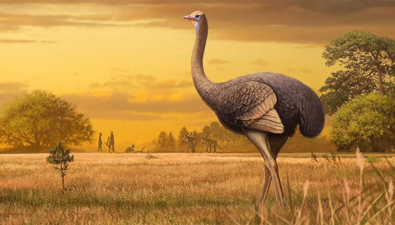Ancient Bird Twice The Size Of The Moa Found In Crimea Newshub