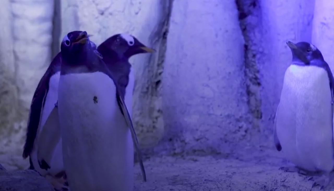 Penguin to be raised genderless by same-sex penguin couple at London aquarium | Newshub