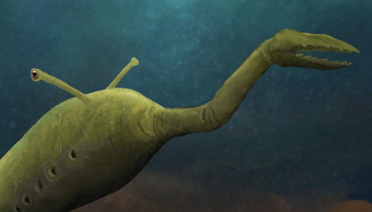 Bizarre ancient sea creature baffles scientists | Newshub