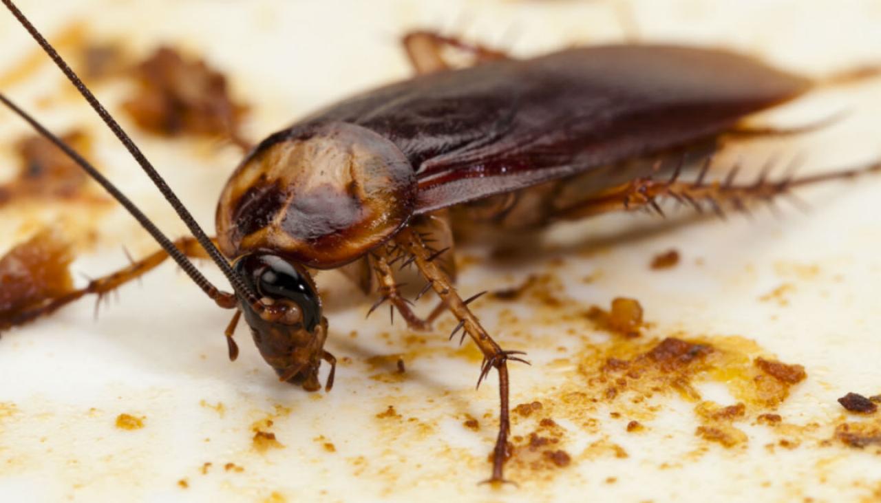 Cockroach crisis: Australians to be plagued by increase in roaches this