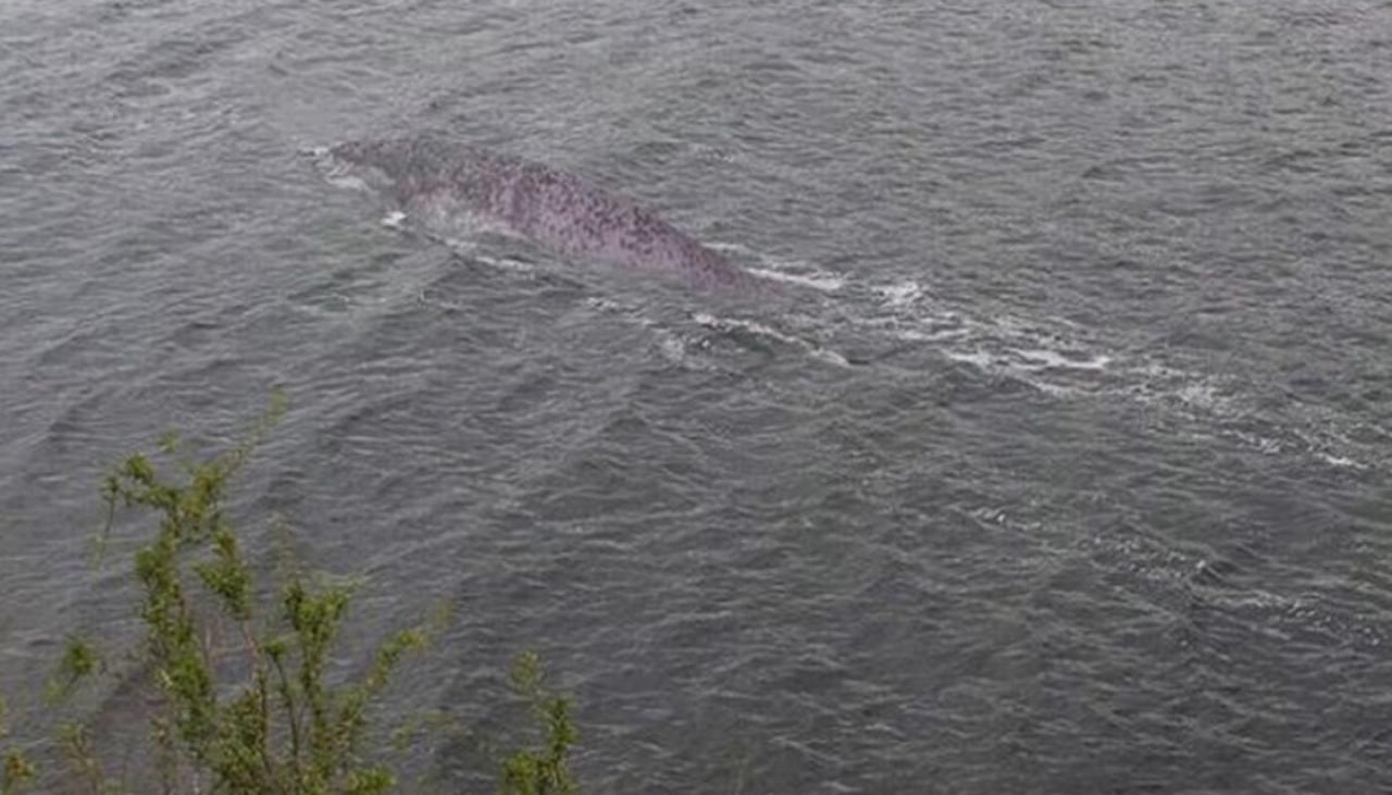 Holiday snap reopens Loch Ness monster debate | Newshub