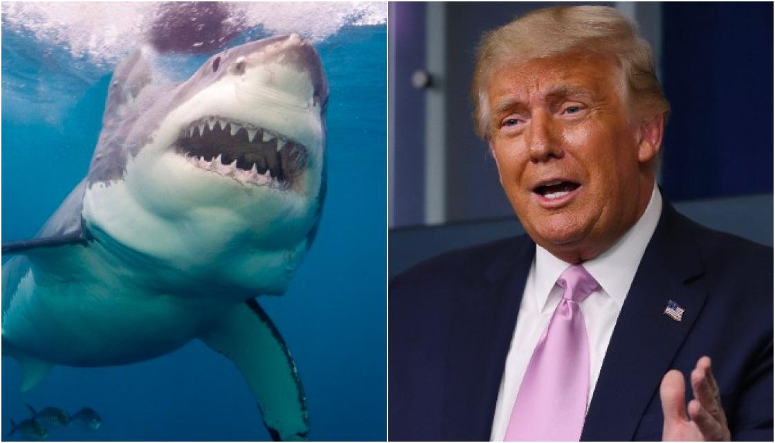 This president denounced sharks as monsters — but did they take a bite  out of his voters?