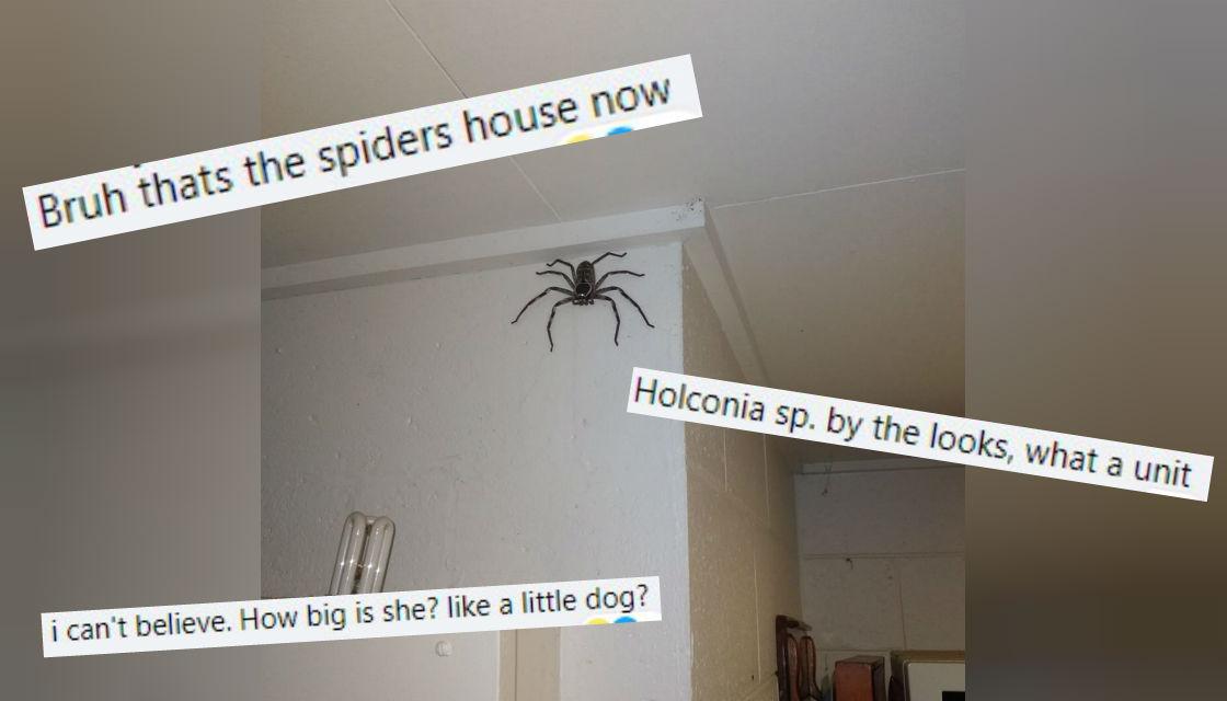 salut kalender Forløber Social media users shocked at Australian man's massive huntsman spider |  Newshub