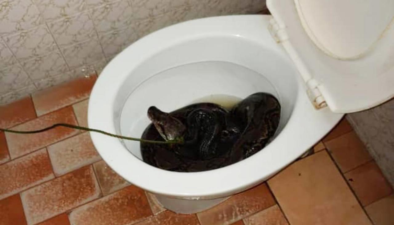 https://www.newshub.co.nz/home/world/2021/04/3-6-metre-snake-pulled-from-toilet-in-malaysia-after-biting-man-s-bum/_jcr_content/par/image.dynimg.1280.q75.jpg/v1617591329438/v2-FACEBOOK_snake_1120.jpg