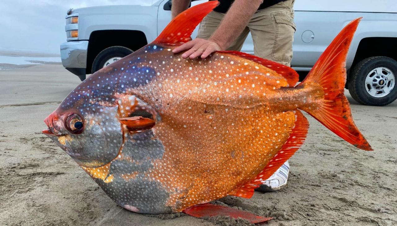 Huge and rare 45kg opah &#39;moonfish&#39; washes ashore in northern Oregon |  Newshub