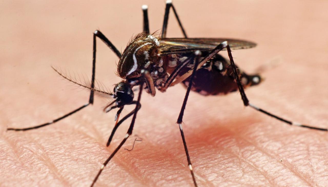 Wirus japońskiego zapalenia mózgu: władze australijskie wydały ostrzeżenie krajowe po tym, jak mężczyzna zmarł z powodu wirusa przenoszonego przez komary