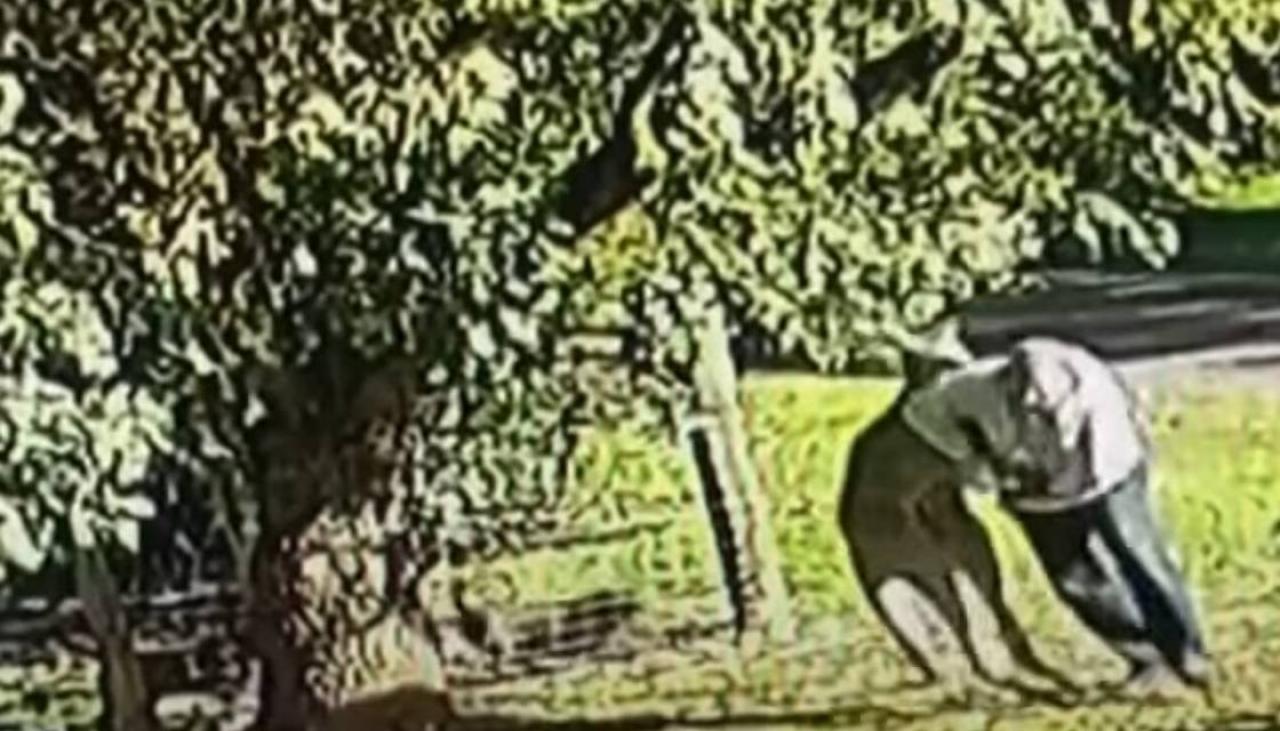 Photo of Vidéo: Un grand-père australien riposte après avoir été attaqué par un kangourou lors d’un combat sauvage