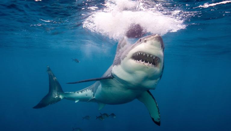 Great White Pupping Ground Discovered 